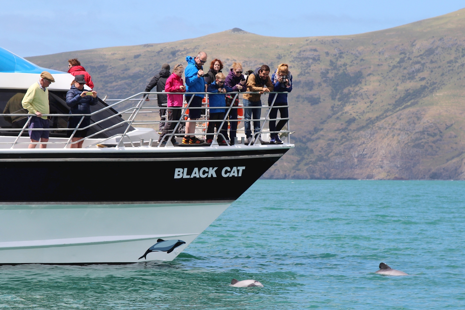 Akaroa Harbour Nature Cruise in Canterbury