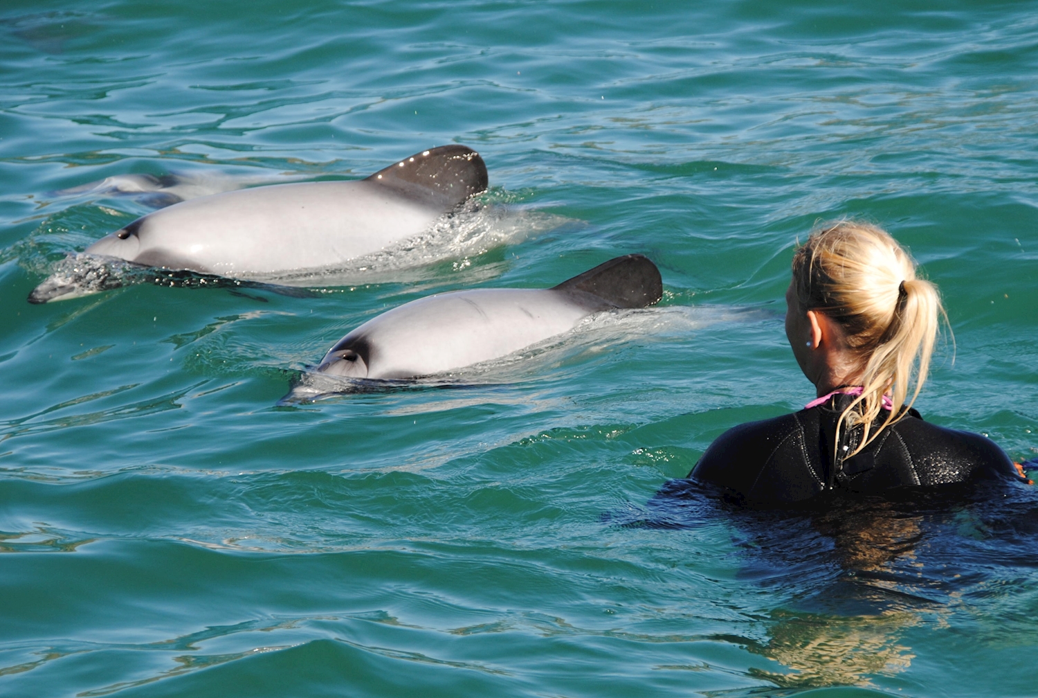 Swim with Dolphins at Akaroa Harbour in Canterbury