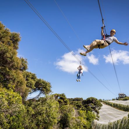 Forest Walk & Zipline in Waiheke Island